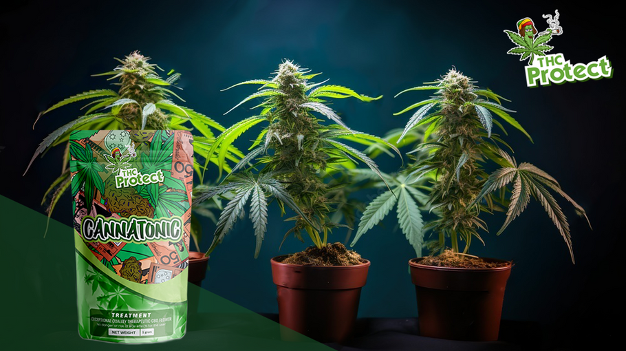 Cannatonic : Cannabis flower to improve concentration